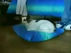 હોટ લેસ્બિયન સેક્સ